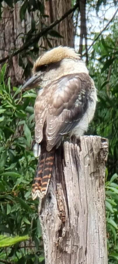 Bird Songs Getaway Accommodation Cabbage Tree Creek Екстер'єр фото