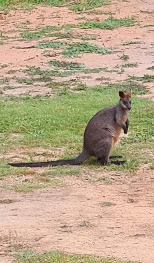 Bird Songs Getaway Accommodation Cabbage Tree Creek Екстер'єр фото